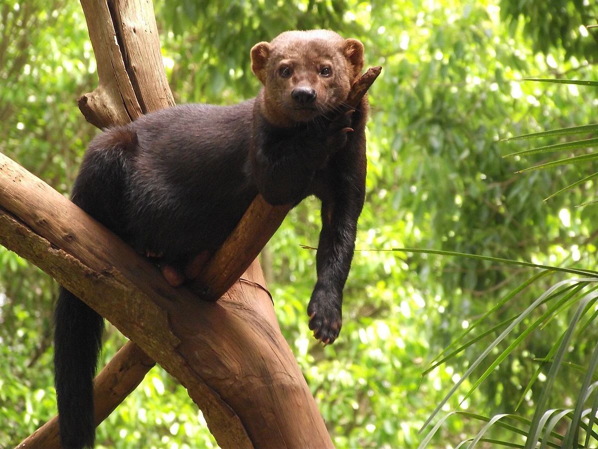 a bear is sitting on a tree branch looking at the camera