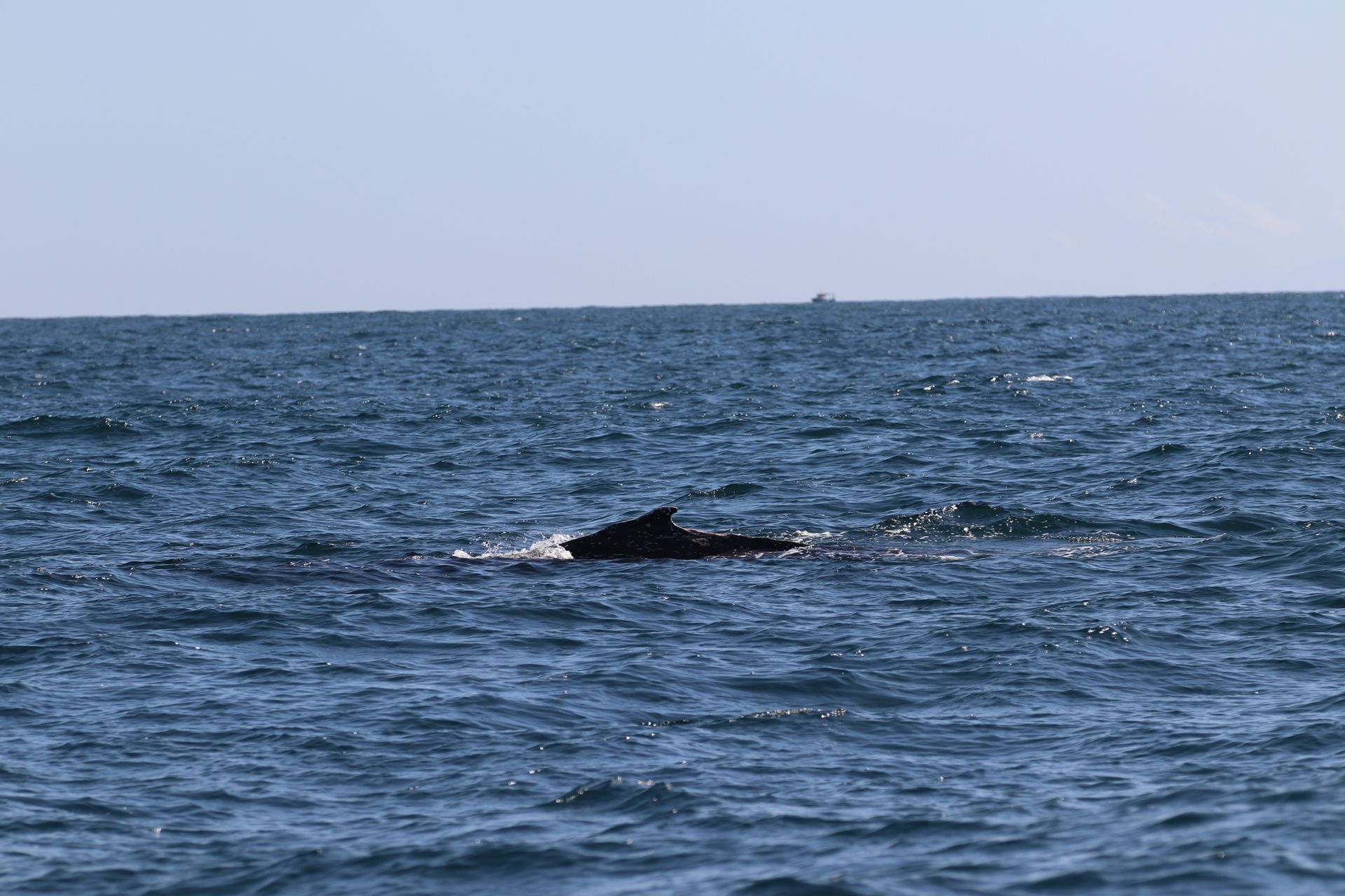Uma baleia escura emerge da superfície do oceano em um dia ensolarado; a água e o céu são azuis.