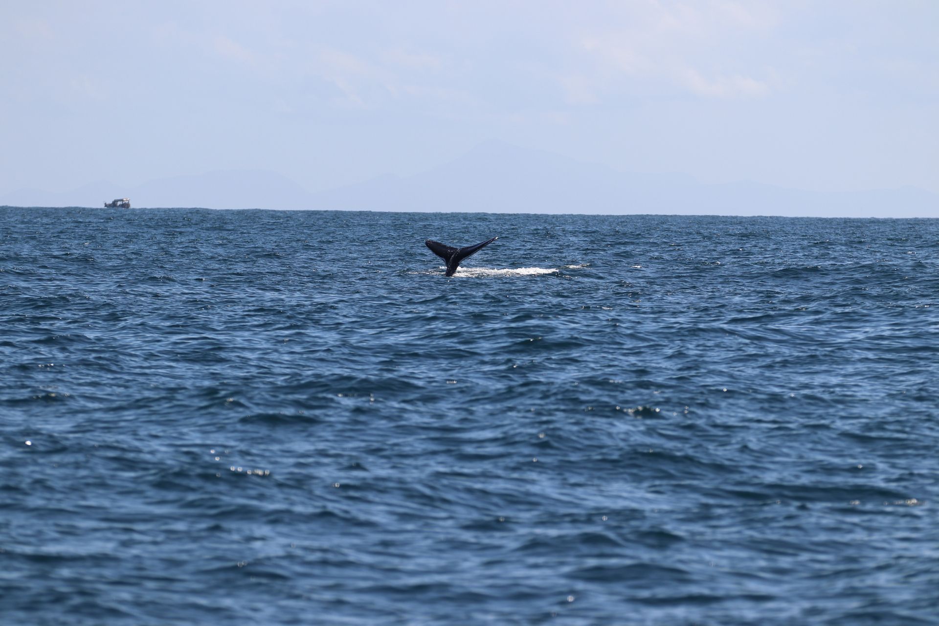 Cauda de baleia erguendo-se acima da superfície do oceano, com um barco ao fundo distante sob um céu azul.