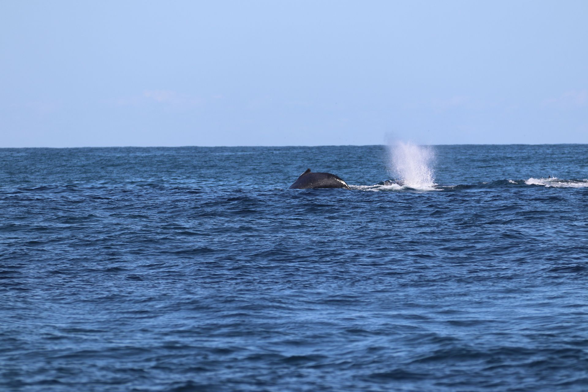 Baleia emerge no oceano, jorrando água. Água azul-escura e céu azul-claro.