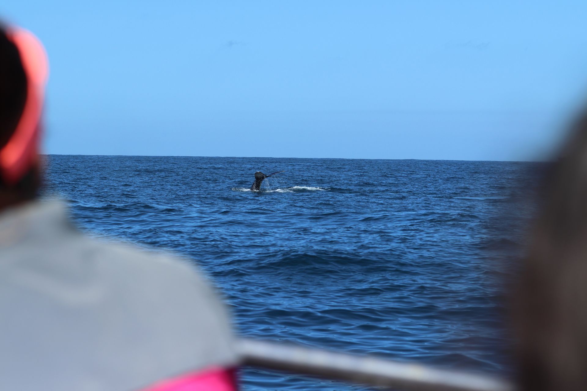 Uma baleia jubarte rompe a superfície do oceano sob um céu azul claro, visto de um barco.