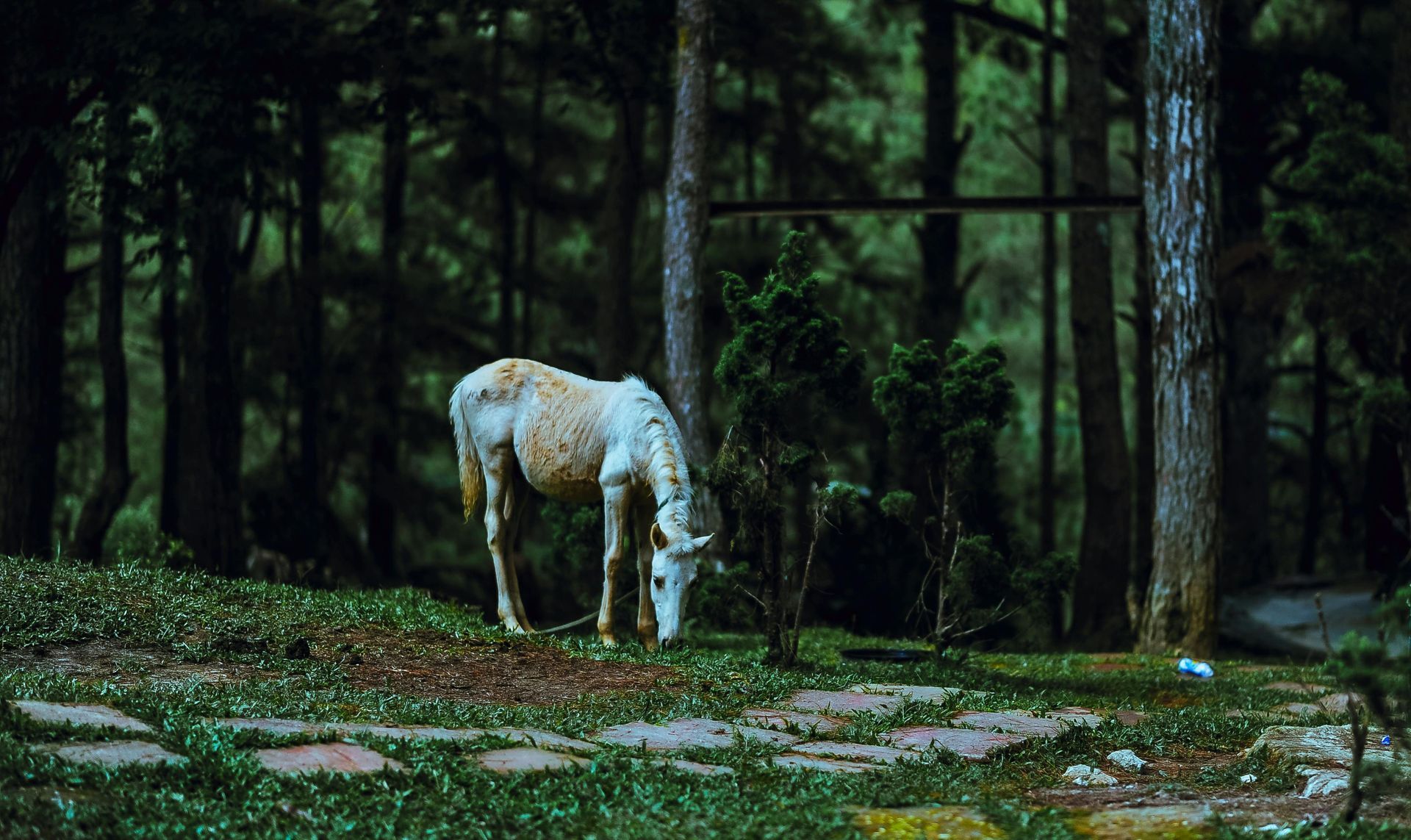 Um cavalo branco pasta na grama em uma floresta escura com árvores altas.