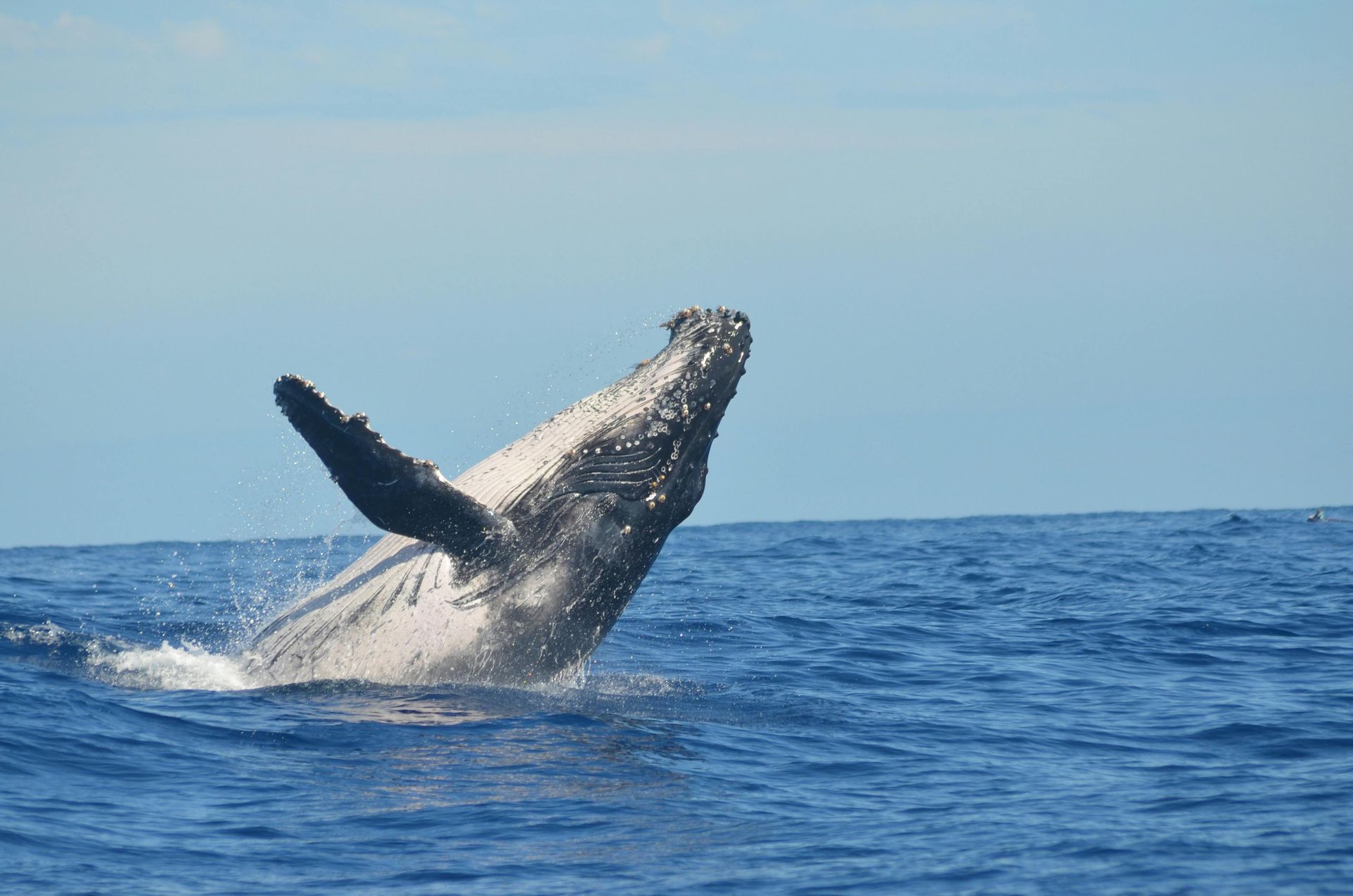 Uma baleia jubarte emerge à superfície do oceano azul profundo, com uma longa barbatana peitoral erguida no ar.