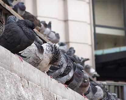 FUMIGACIONES STOP - Invasión de aves