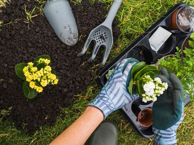 Gloved hands planting white flowers in dark soil with a trowel and small gardening tools nearby