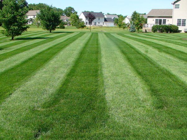 A lush green lawn with a house in the background