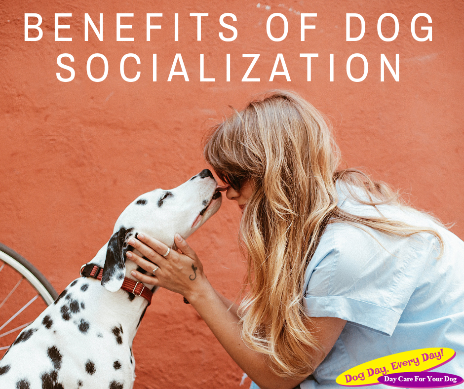 Benefits of Dog Socialization