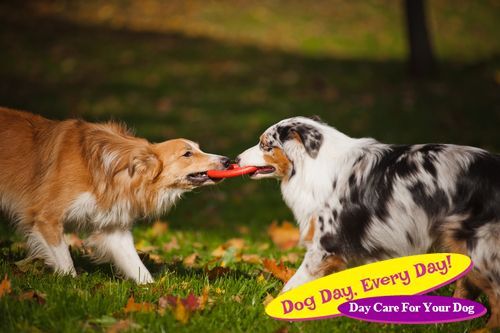 Tips on Helping Your Dogs Get Along With Each Other