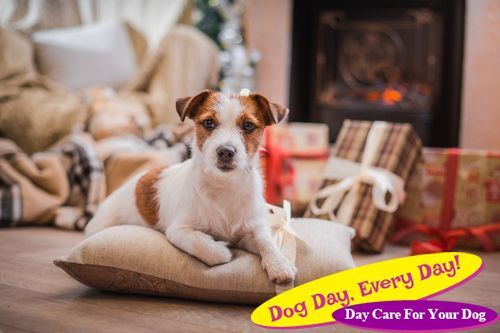 Learn Why Dogs Don't Make Good Christmas Gifts