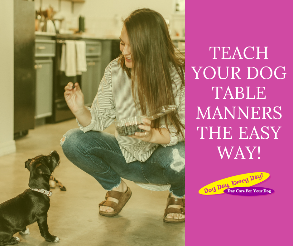 Teach Your Dog Table Manners The Easy Way!