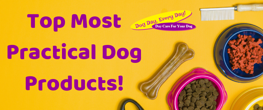 Top 10 Practical Dog Products