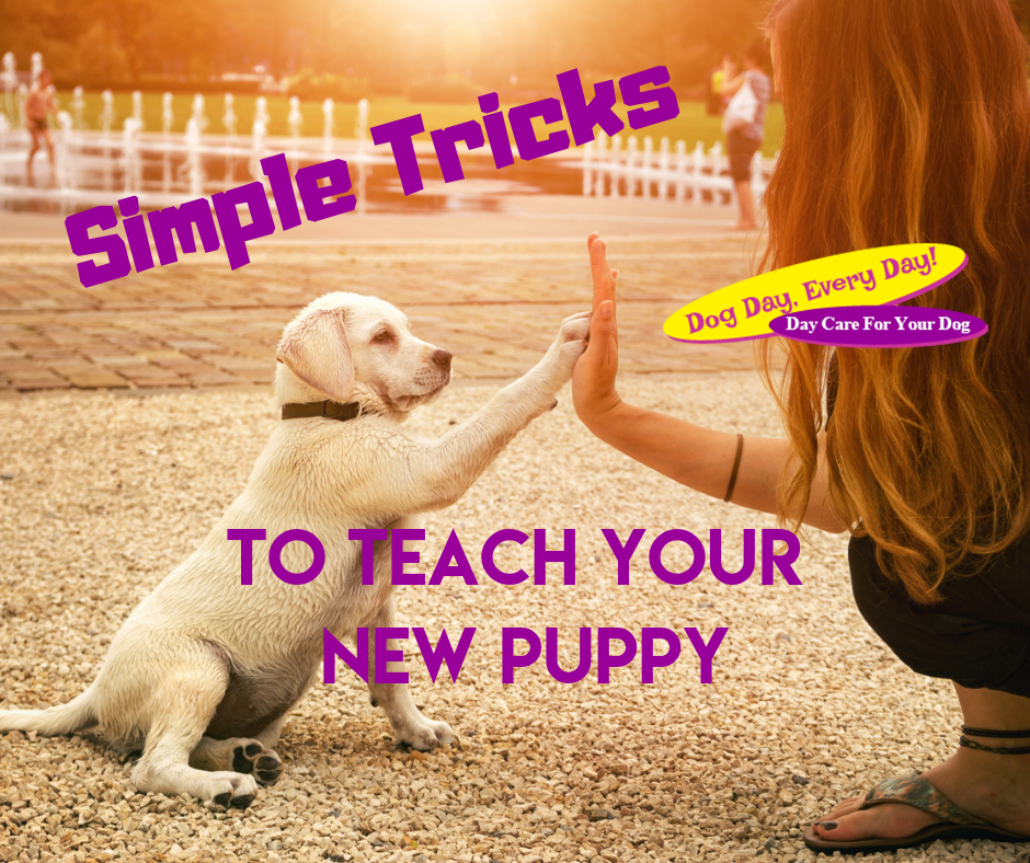 Simple Tricks To Teach Your New Puppy