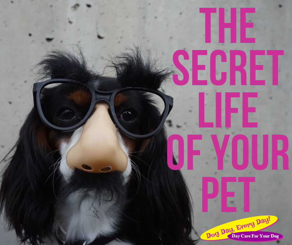 The Secret Life of Your Pet