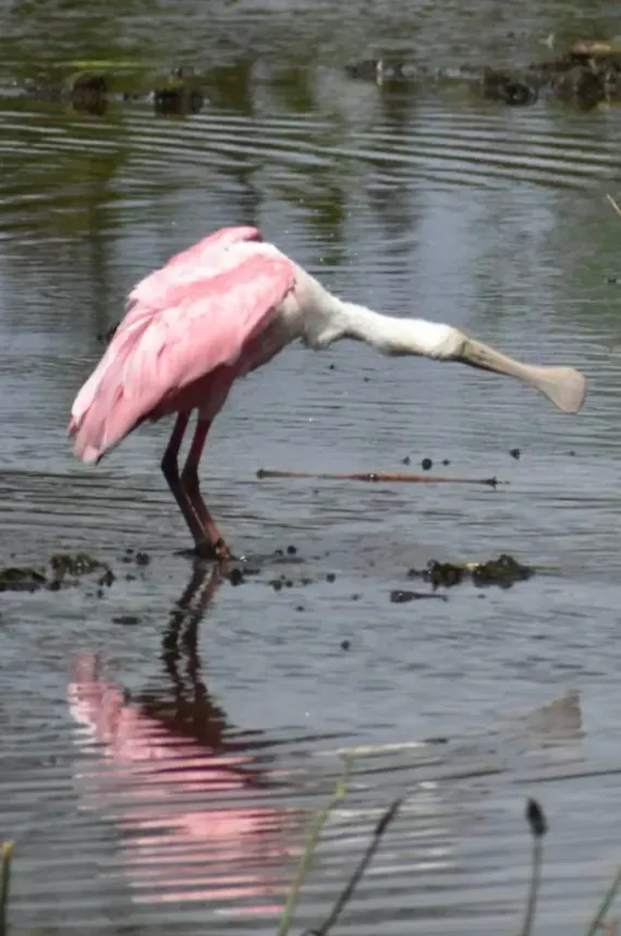 A roseate spoonbill with bright pink feathers stands in shallow water, using its spoon-shaped bill to forage.