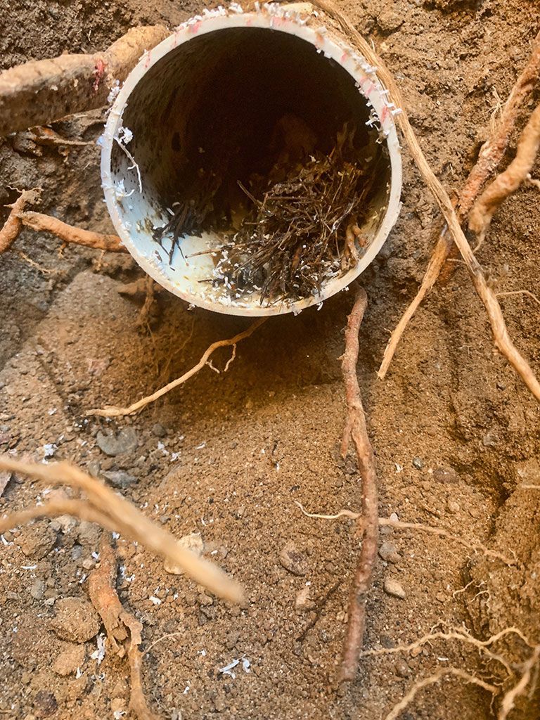 A pipe is sitting in the dirt next to roots.