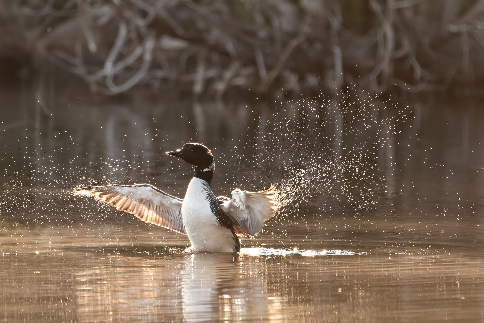 loon rising from water