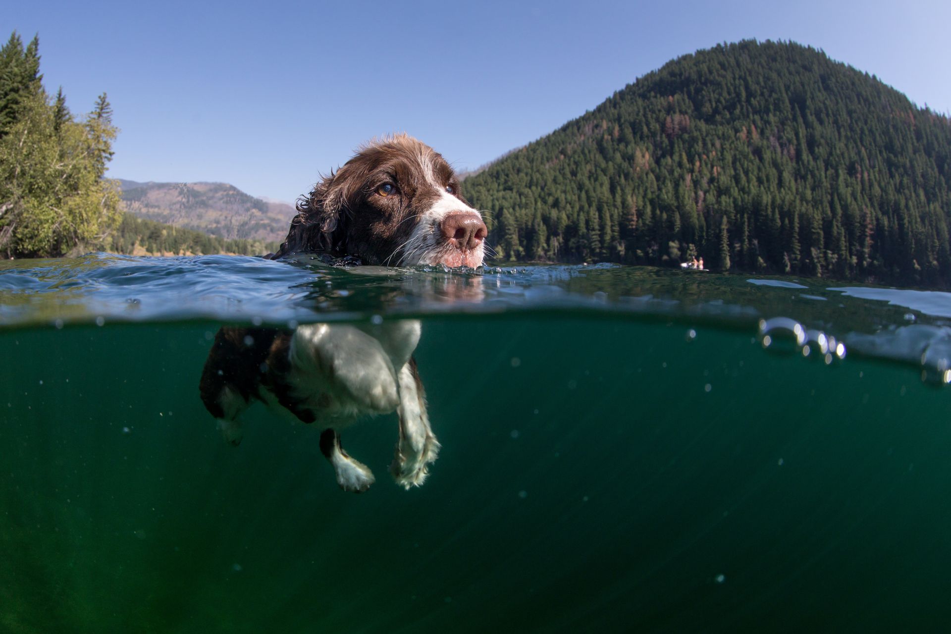 A dog is swimming in a lake with mountains in the background.