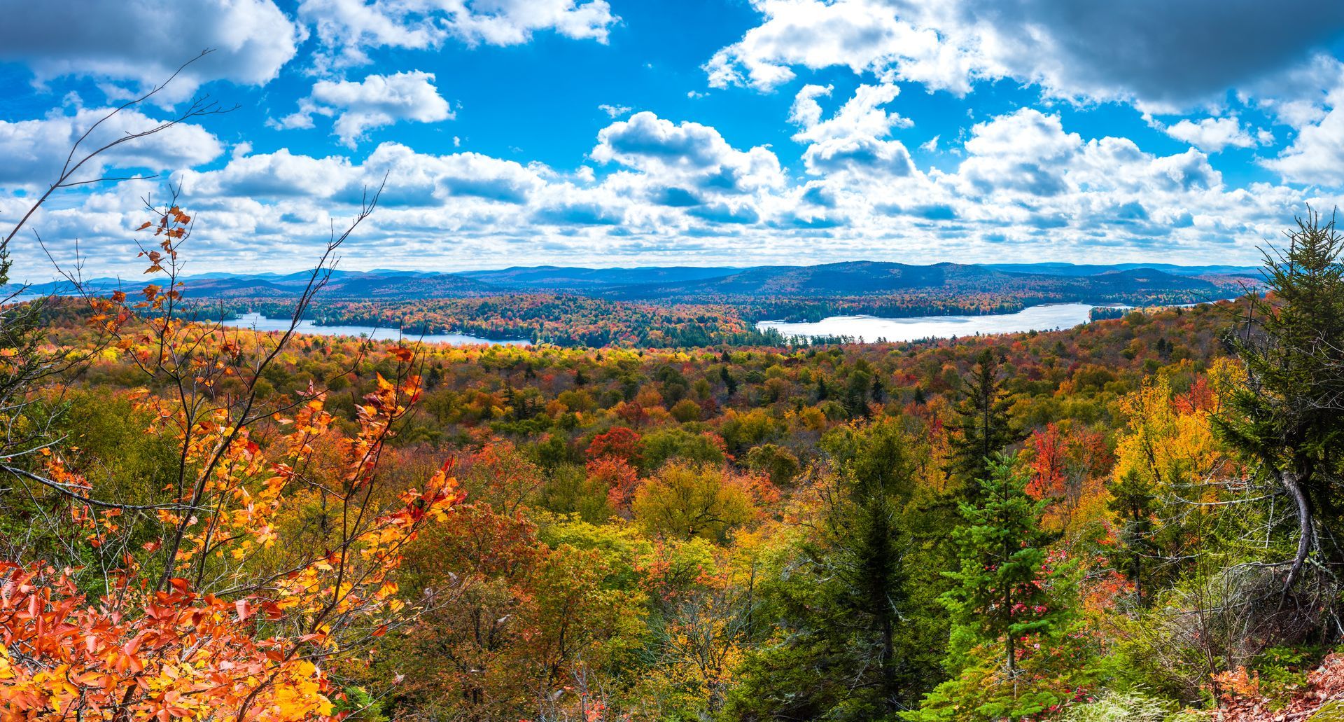 A view of a forest with a lake in the background on a cloudy day.