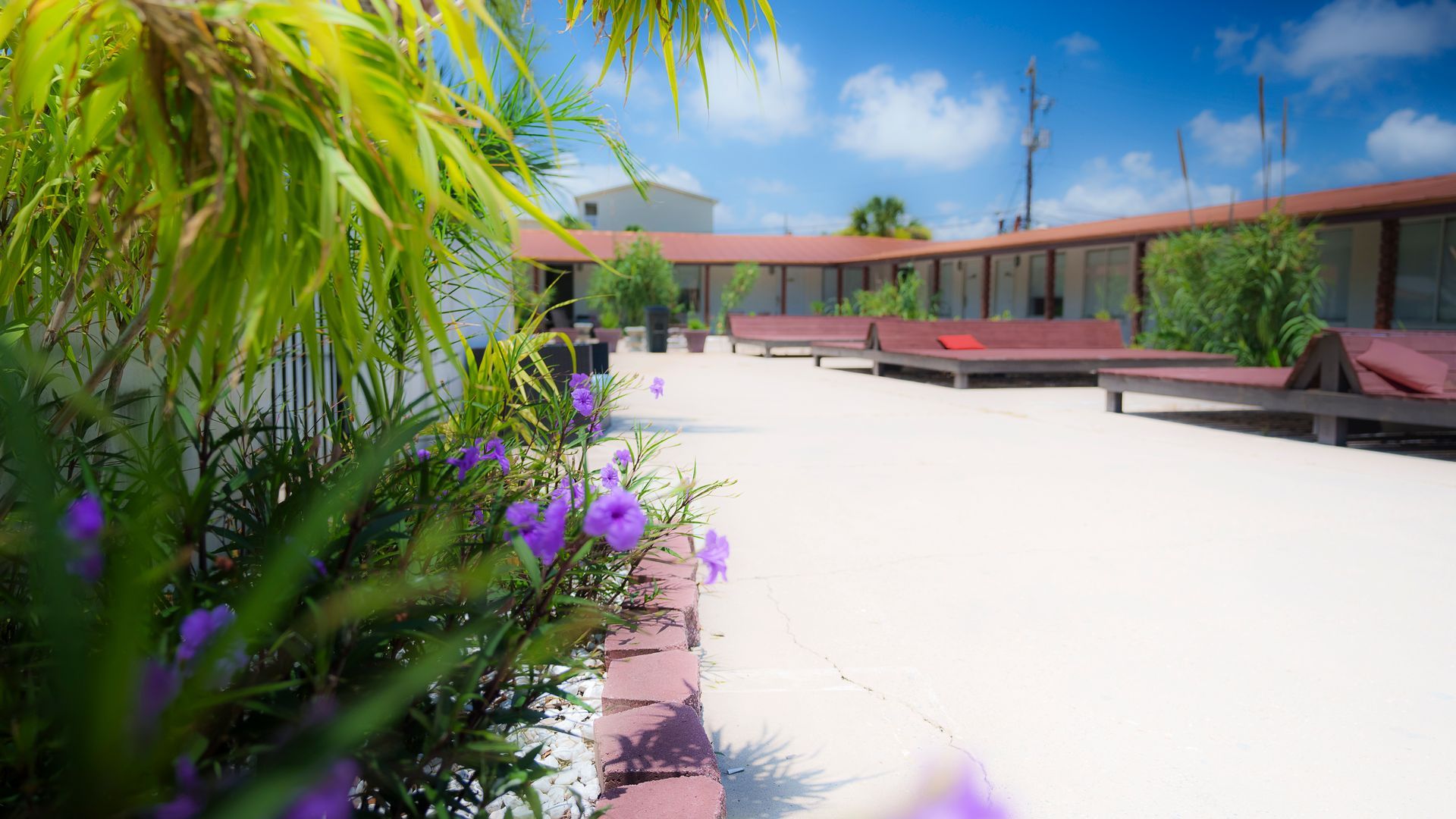 There are purple flowers in the foreground and a building in the background.