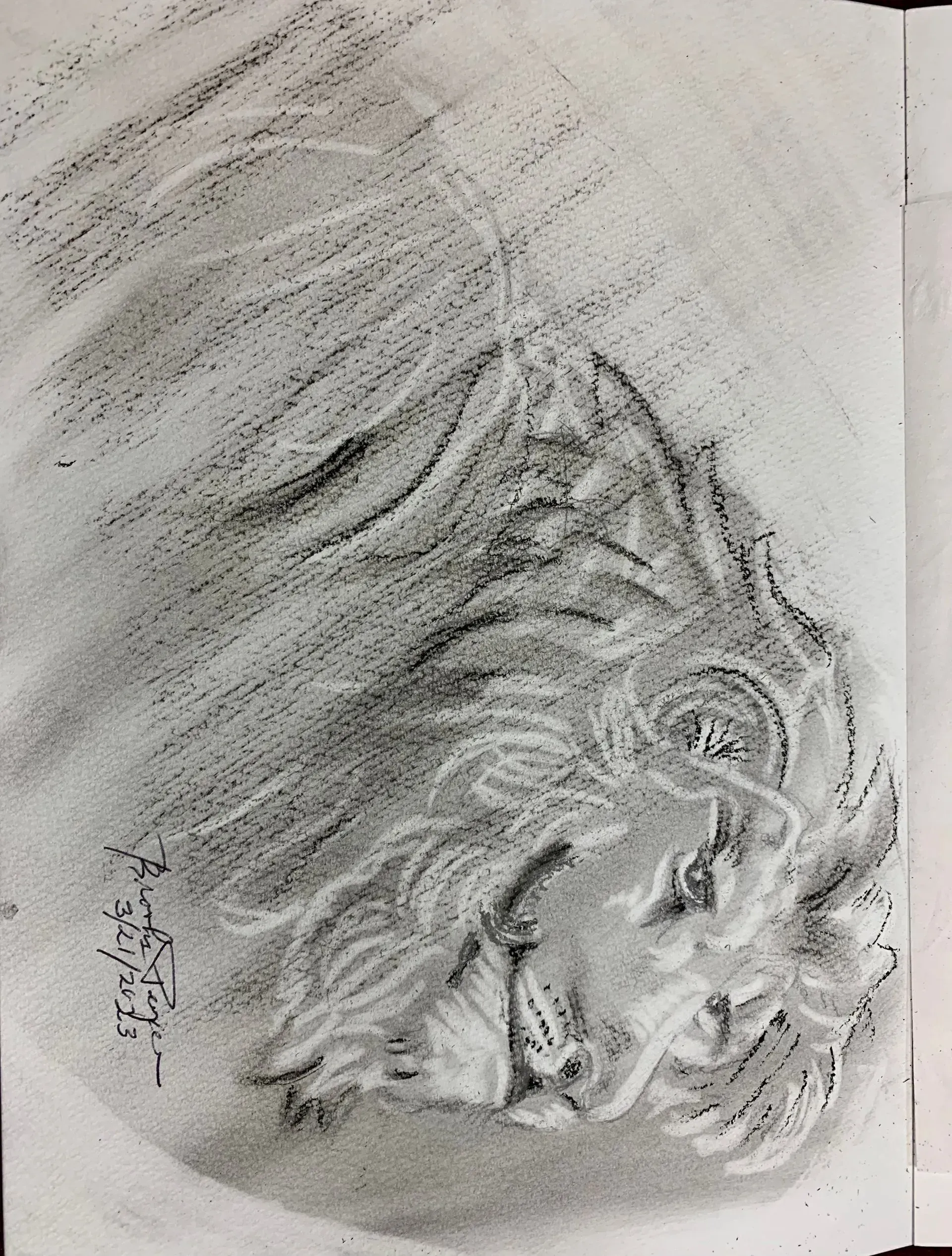 Charcoal sketch of a lion's head in profile, focused expression with flowing mane.