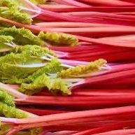 Rhubarb