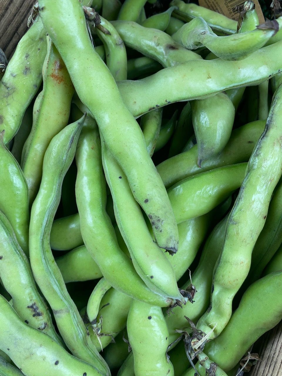 Broad Beans