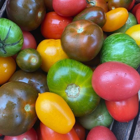 Heritage Tomatoes