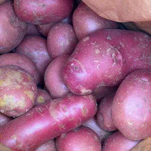 Red Skin Potatoes 