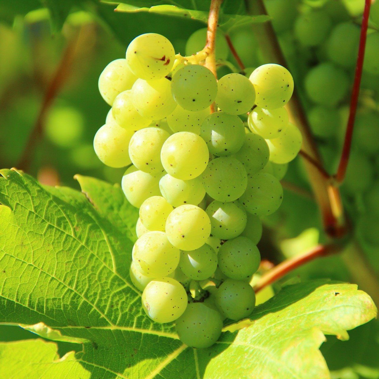 Green Grapes