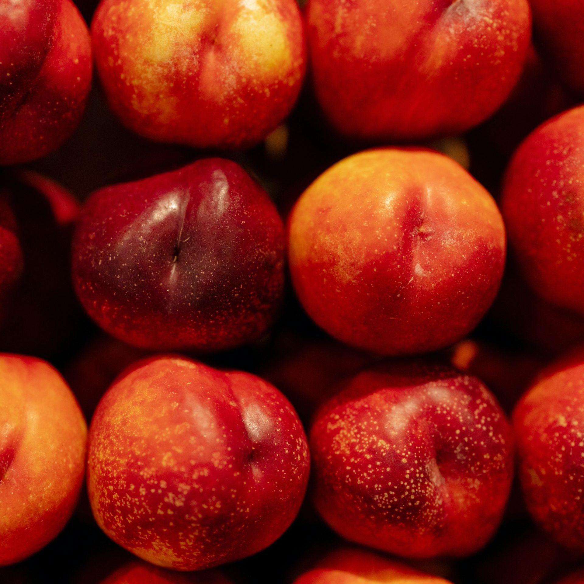 Nectarines