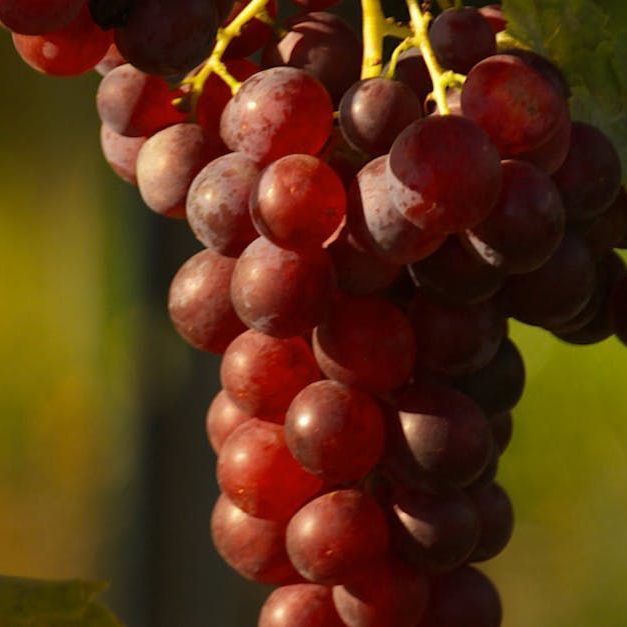 Red Grapes