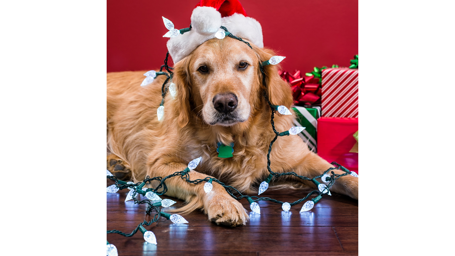 tangled christmas lights