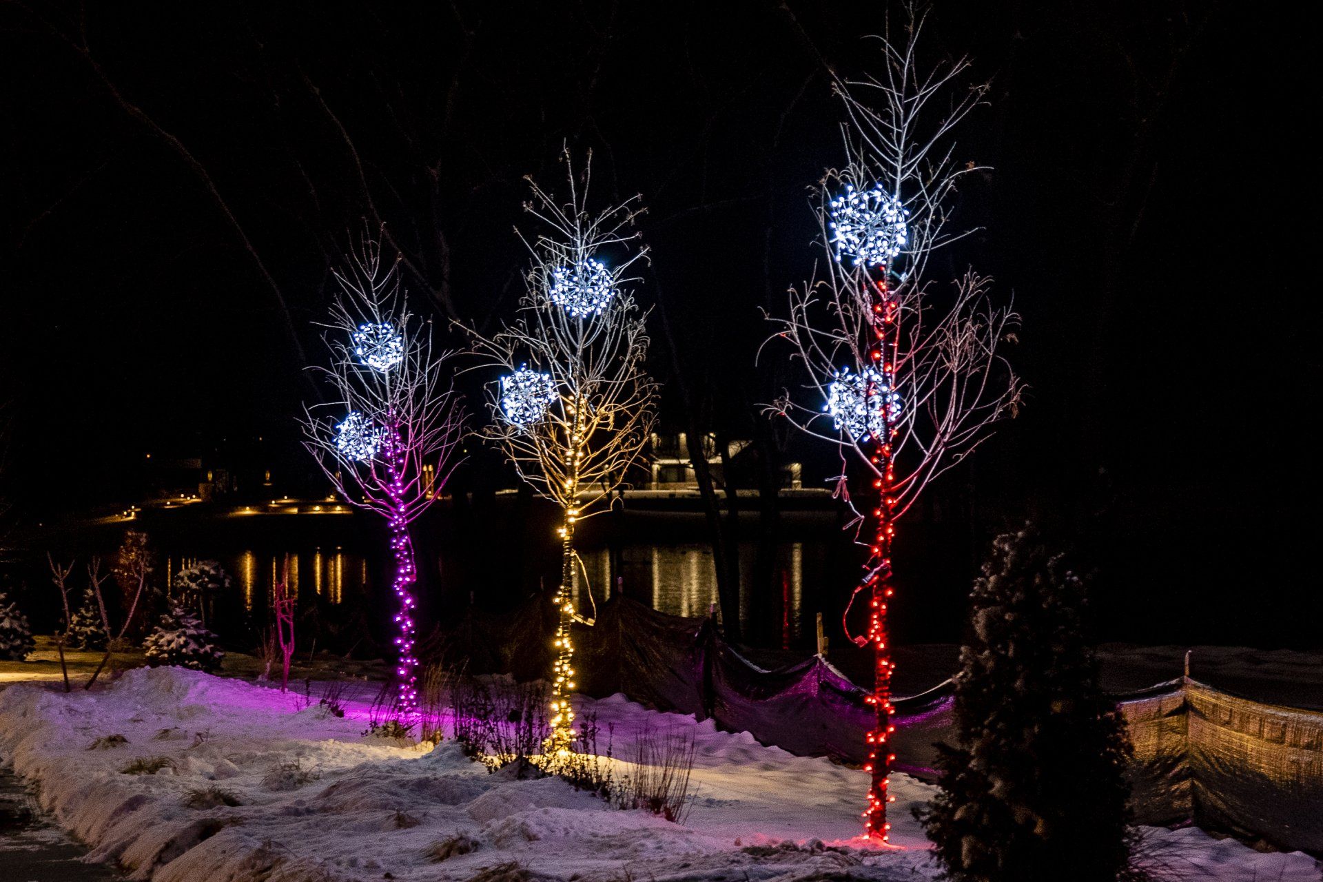 A row of trees decorated with christmas lights at night.