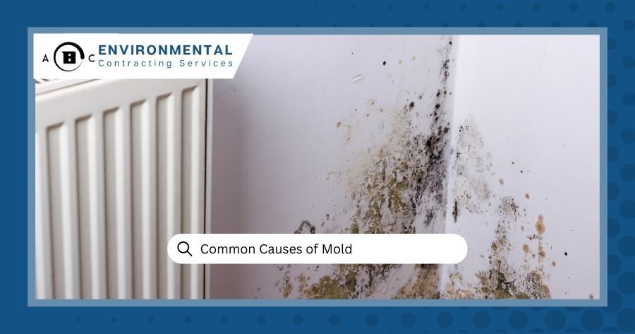 8 Common Causes of Mold