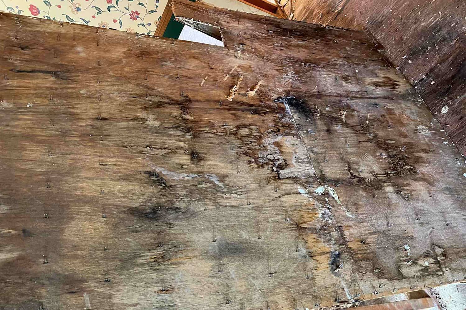 Mold Remediation Springfield MO