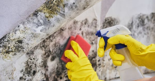 how to get rid of mold smell in walls