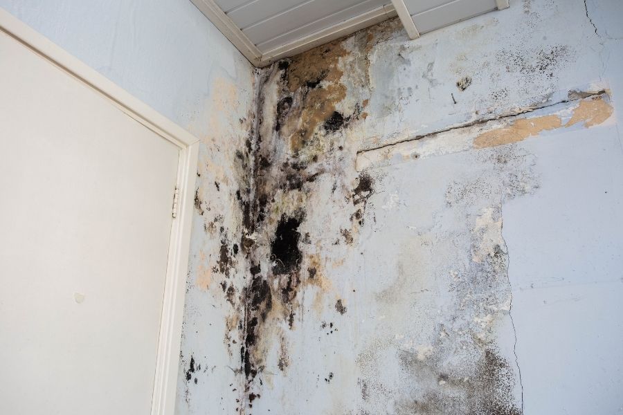 Extensive mold damage requiring professional remediation