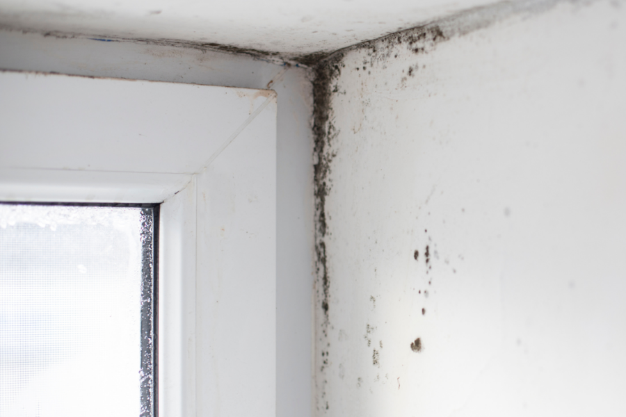 Mold growth around window frame
