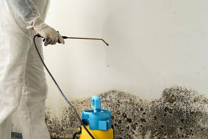 Mold Remediation