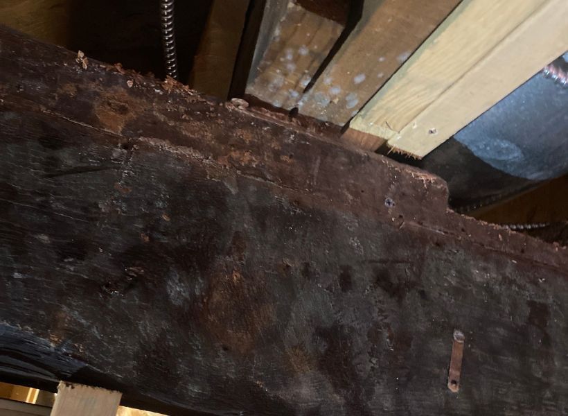 mold on beams and stud
