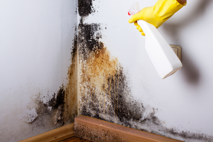 Mold growth on interior wall