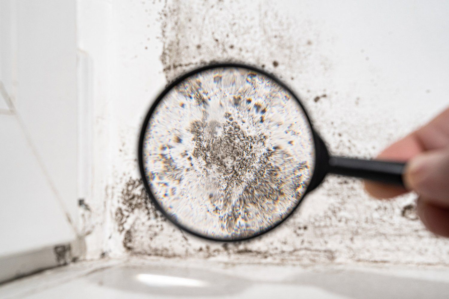 Mold Prevention Tips For Your Home 