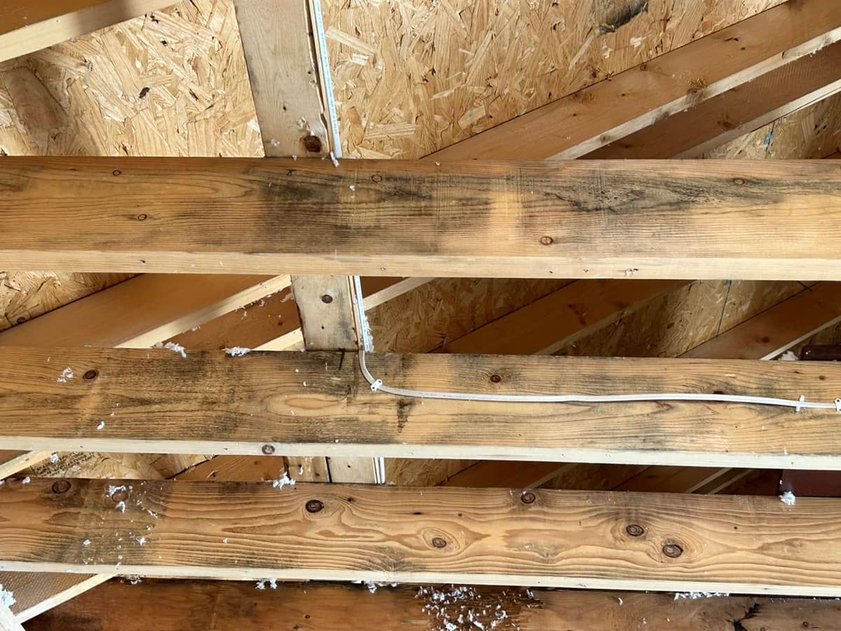 structural mold growth