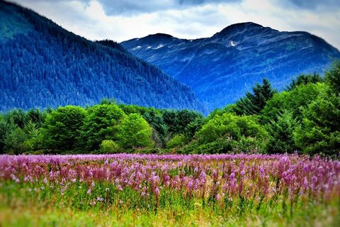 Juneau Flowers