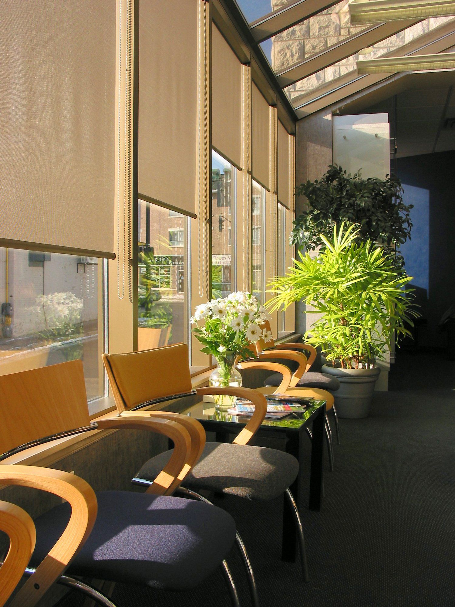 Chairs lined up against windows in office waiting room, with potted plants, below sectioned windows with roller blinds pulled up to different heights.