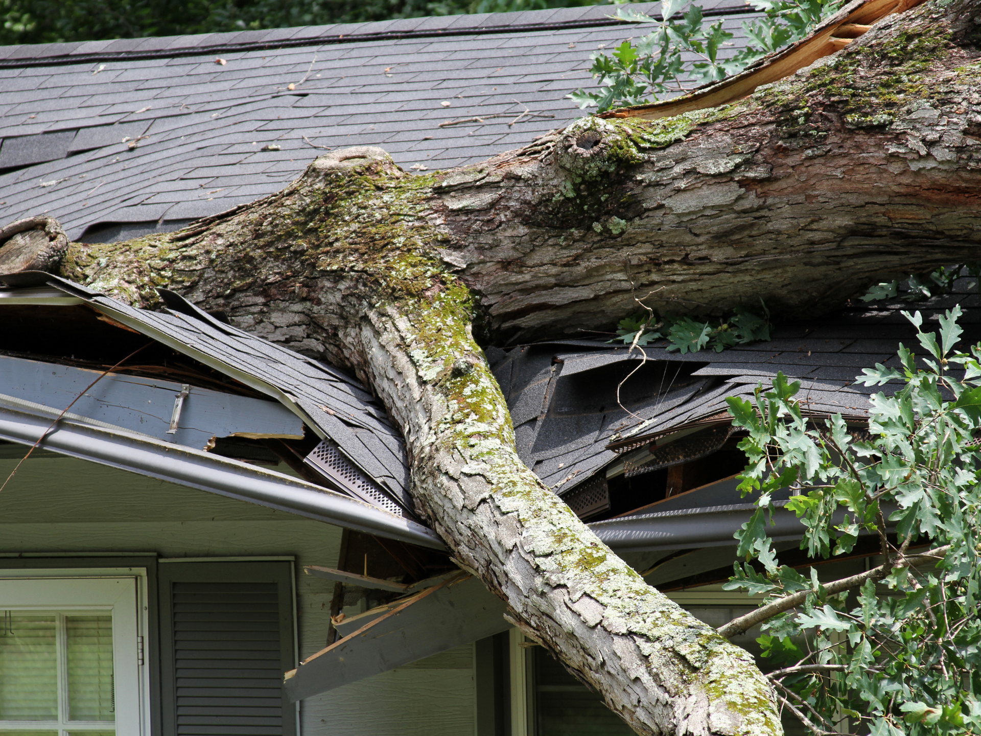 Large fallen tree crushing part of a home roof, showing why protection from a home and auto insurance broker service in San Tan Valley, AZ is essential