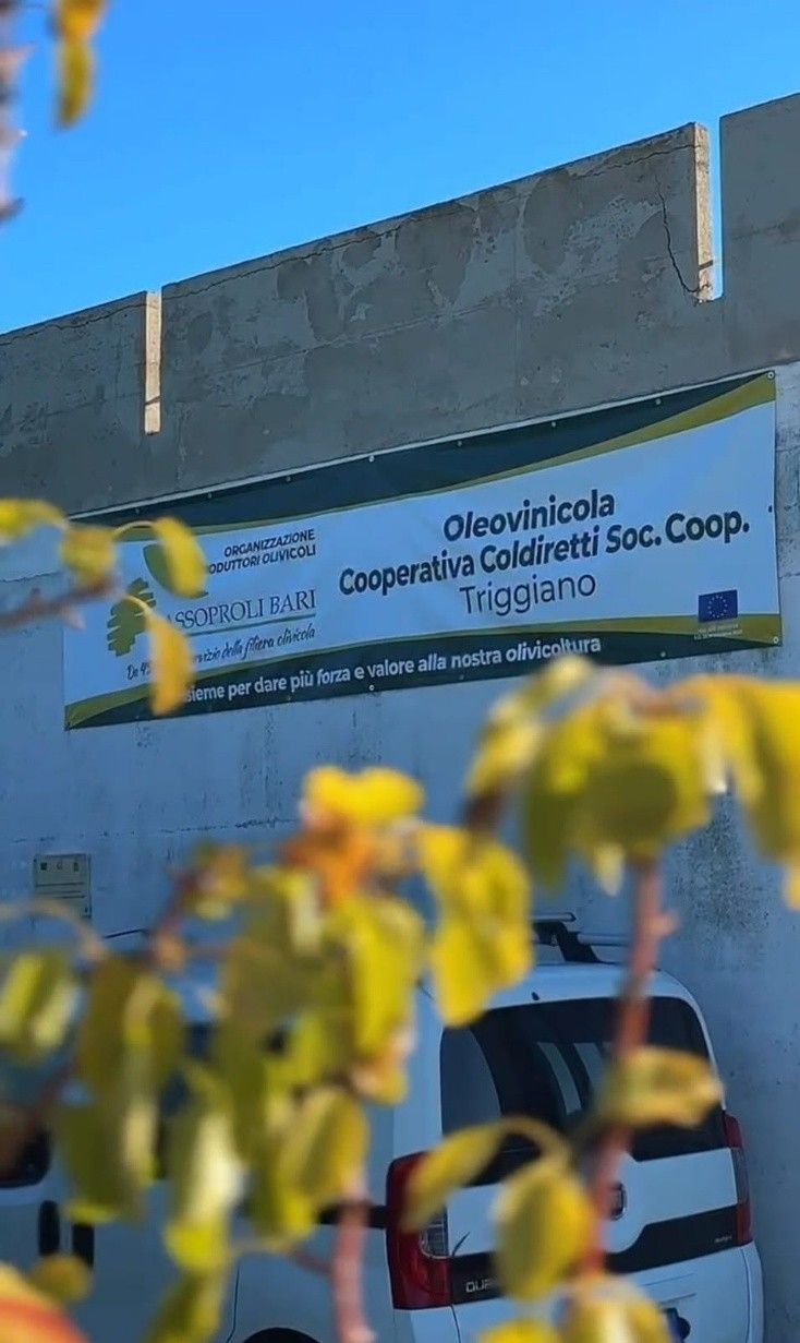 olio extravergine d'oliva