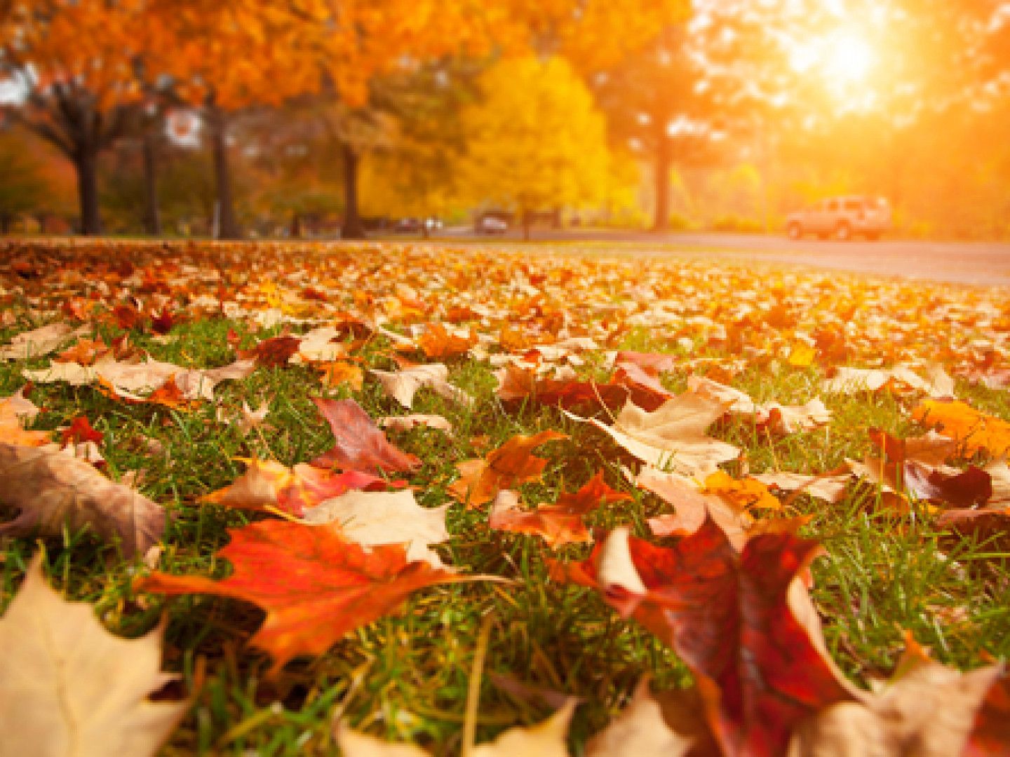 Fall Cleaning Services