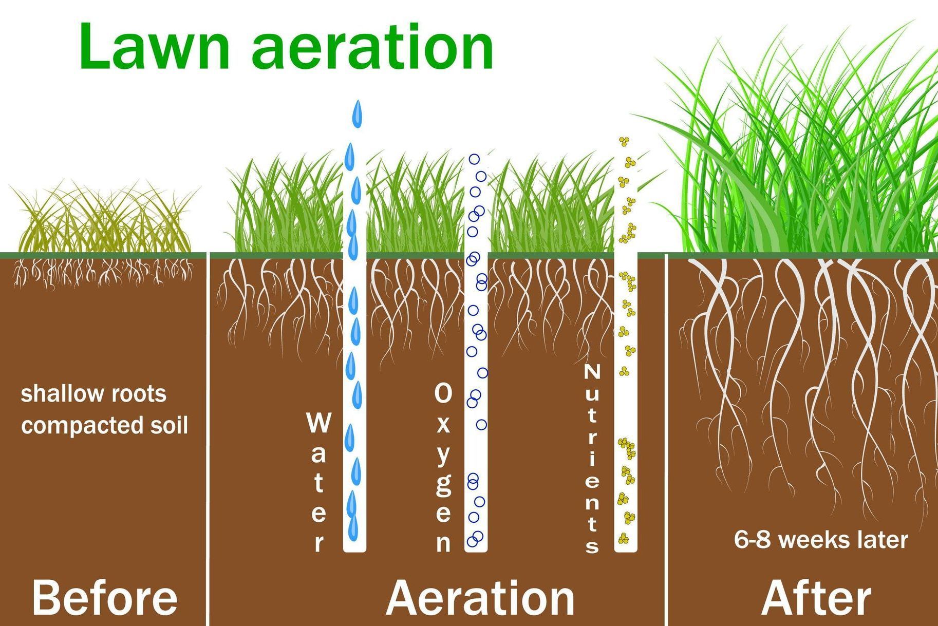 Lawn Aeration