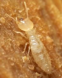 Termite Removal — Termite Worker in Townsend, Ma